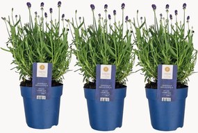 Set di 3 piante vere Lavandula angustifolia Felice