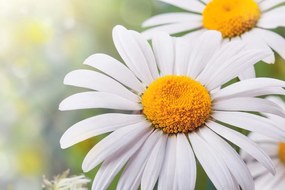 Stampa su tela – Fiori di camomilla