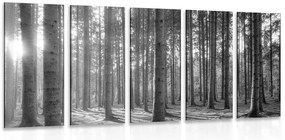 Quadri 5 pezzi – Mattina nella foresta in bianco e nero