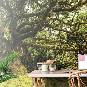 Carta da parati autoadesiva – Alberi coperti di muschio