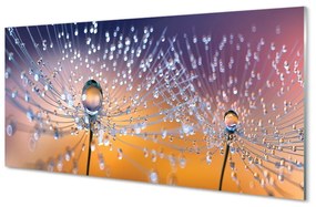 Quadro in vetro Macro gocce di mosconi 100x50 cm