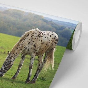 Carta da parati – Cavallo nel prato
