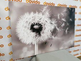 Quadro su tela – Soffione magico in bianco e nero