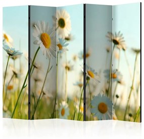 Paravento Daisies spring meadow II [Room Dividers]