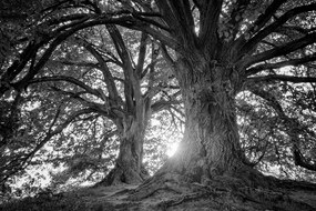 Quadro su tela – Alberi maestosi in bianco e nero