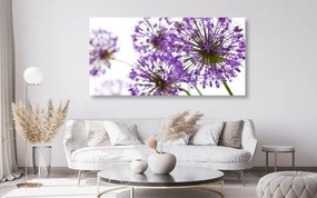 Stampa su tela – Fiori di aglio viola in fiore