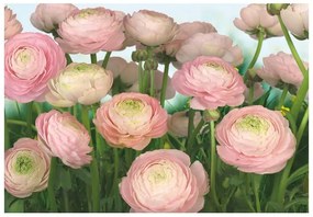 Fotomurale KOMAR Gentle rosa, Multicolore 368X254 cm