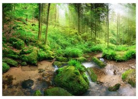 Fotomurale Humid Forest