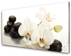 Pannello paraschizzi cucina Pianta di pietre di fiori 100x50 cm