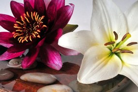 Stampa su tela – Fiori in ciotola con pietre Zen