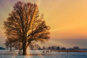Carta da parati – Cavalli nel paesaggio innevato