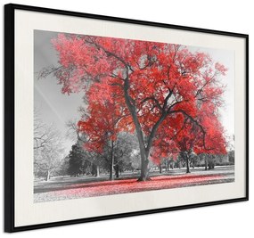 Poster  Red Tree  Cornice Quadri Cornice nera con pass-partout, Larghezza x Altezza Home decor 30x20