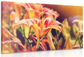 Quadro su tela – Splendidi fiori in giardino