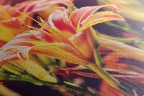 Stampa su tela – Splendidi fiori da giardino