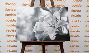 Stampa su tela – Fiore di giglio su sfondo astratto in bianco e nero
