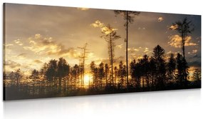 Stampa su tela – Sera nella foresta