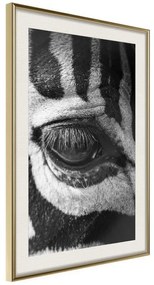 Poster  Zebra Is Watching You  Cornice Quadri Cornice d'oro con passe-partout, Larghezza x Altezza Home decor 20x30