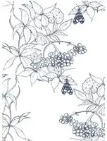 Ailanto Carta da parati Sambuco - Sketch Navy on White
