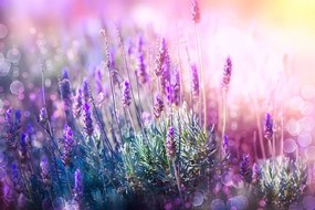 Carta da parati autoadesiva – Fiori magici di lavanda
