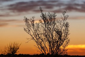 Stampa su tela – Rami al tramonto