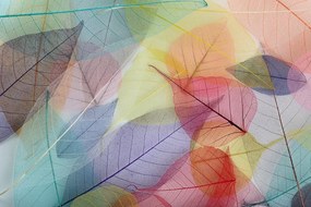 Carta da parati autoadesiva – Venature su foglie colorate