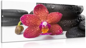Stampa su tela – Orchidea e pietre Zen su sfondo bianco