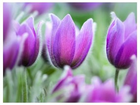 Fotomurale Primaverili tulipani viola