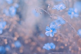 Carta da parati – Fiori blu su sfondo vintage