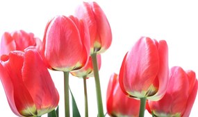 Carta da parati – Tulipani rossi di campo