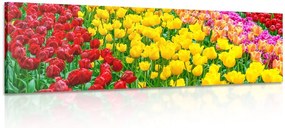 Stampa su tela – Giardino pieno di tulipani