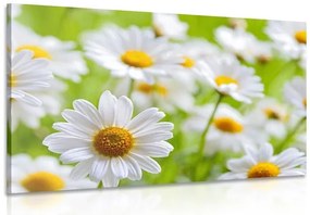 Stampa su tela – Prato primaverile pieno di fiori