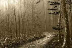 Quadro su tela – Sentiero nella foresta in seppia