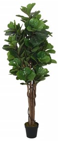 Albero Ficus Lyrata 96 Foglie 80 cm Verde