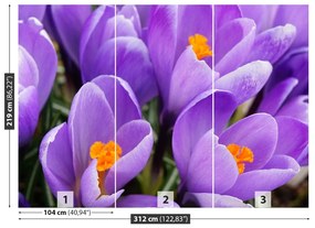 Carta da parati Crocus viola 104x70 cm