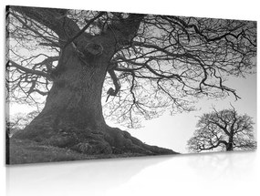 Quadro su tela – Simbiosi degli alberi in bianco e nero