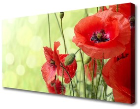 Quadro su tela Papaveri, fiori, natura 100x50 cm