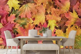 Carta da parati – Foglie d'autunno