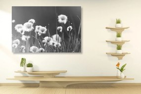 Quadro su tela – Erba di cotone in bianco e nero