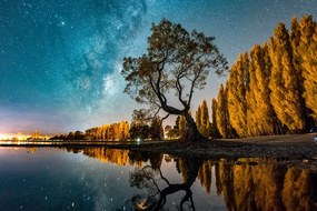 Quadro su tela – Albero sotto il cielo stellato