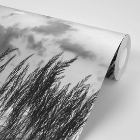 Carta da parati – Erba in bianco e nero