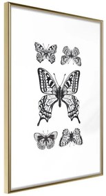 Poster  Butterfly Collection IV  Cornice Quadri Cornice d'oro, Larghezza x Altezza Home decor 30x45