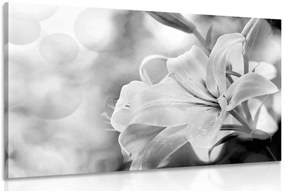 Stampa su tela – Fiore di giglio su sfondo astratto in bianco e nero