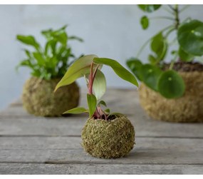 Vaso ø 9 cm Kokedama - Esschert Design