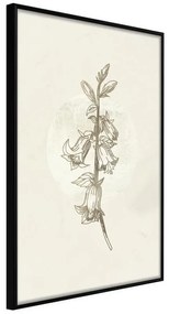 Poster  Beige Campanula  Cornice Quadri Cornice nera, Larghezza x Altezza Home decor 20x30