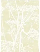 Cole & Son Carta da parati Cow Parsley - Straw on White