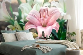 Carta da parati – Giglio rosa in fiore