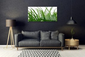 Quadro su vetro acrilico Erba, piante, natura 100x50 cm