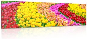 Stampa su tela – Tulipani variopinti