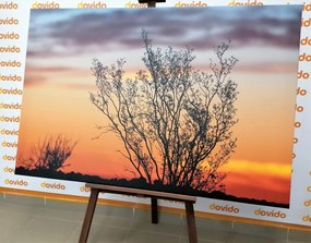Stampa su tela – Rami al tramonto