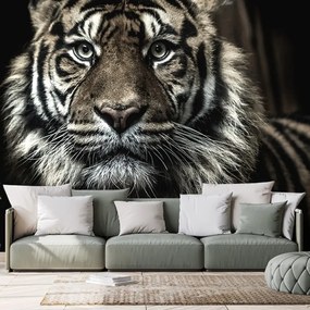 Carta da parati – Tigre